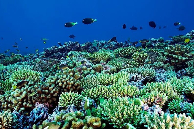 Phoenix Islands Protected Area (PIPA), Phoenix Islands (central Kiribati), Kiribati